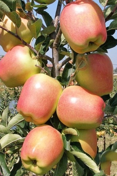 Яблуня ‘Голд Чіф’|Malus domestica ‘Gold Chief’|Яблоня ‘Голд Чиф’ 